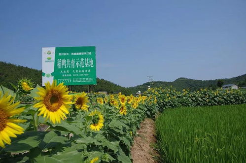 四川台沃生态农业发展