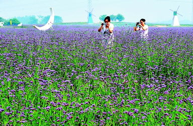 安徽滁州 生态农业好风光