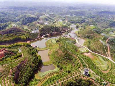 宜宾申酉辰明威农业示范引领助推宜宾茶业高质量发展