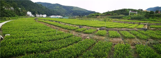 陕西茶行业“十佳”出炉 汉滨斩获8个奖项